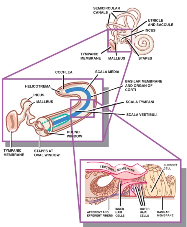 SEMICIRCULAR CANALS MEW RANE COCHLEA MALLEUS UTRICLE AND SACCULE INCUS STAPES BASILAR MEMBRANE AND ORGAN OF CORTI SCALA TYMPANI TYMPANIC MEMBRANE EMA INCUS STAPES AT OVAL WINDOW AFFERENT AND EFFERENT FBERS 