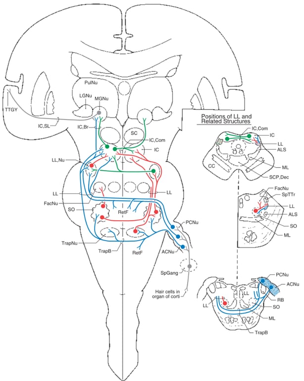 TTGY IC.SL LLNu FacNu TrapNu C) o itions of LL and hetated Structures IC.com TrapB Hair cells in organ of corti c.com SCP,Dec FacNu spTTr Trape 