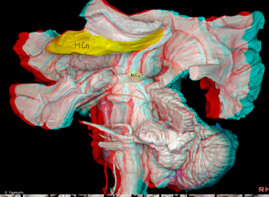 A close up of a human body AI-generated content may be incorrect.