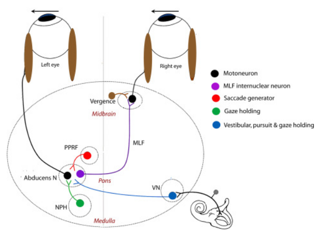This image doesn't show the direct connection between vestibular nuclei and oculomotor nucleus