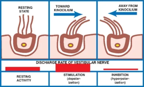 Displacement of sensory hairs