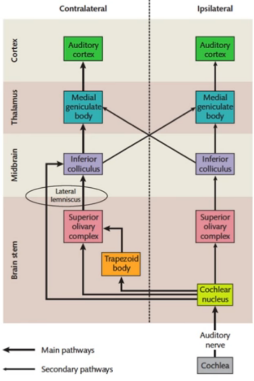 Brain й«т• Tt»hmus Соаех [lhif 