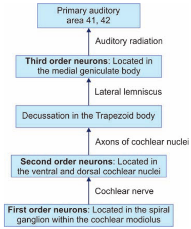 Primary auditory area 41, 42 Auditory radiation Third order neurons: Located in the medial geniculate body Lateral lemniscus Decussation in the Trapezoid body Axons of cochlear nuclei Second order neurons: Located in the ventral and dorsal cochlear nuclei Cochlear nerve First order neurons: Located in the spiral ganglion within the cochlear modiolus 