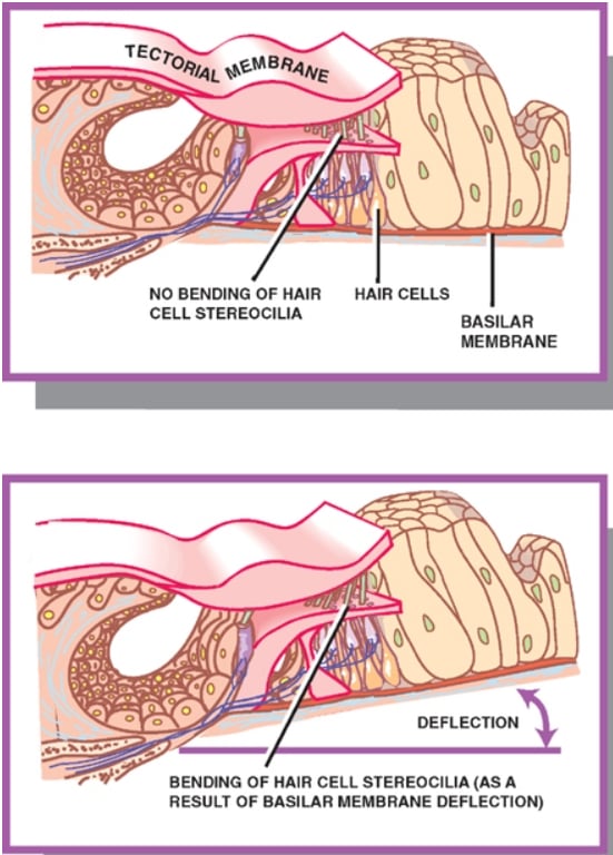 NO BENDING OF HAIR CELL STEREOCIUA 0 HAIR CELLS BASILAR MEMBRANE 0 DEFLECTION BENDING OF HAIR CELL STEREOCIUA (AS A RESULT OF BASILAR MEMBRANE DEFLECTION) 