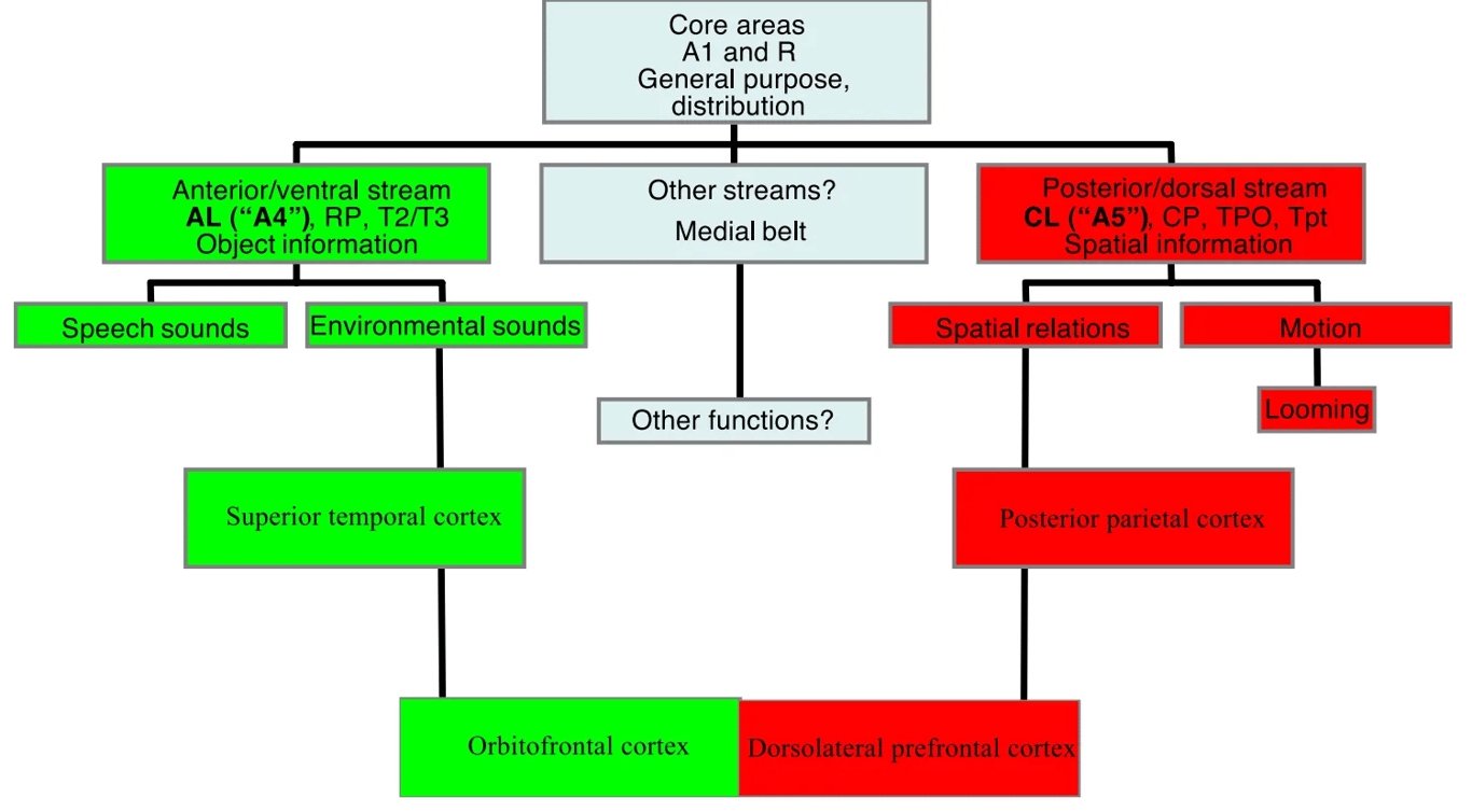 Anterior/ventral stream AL RP, T2/T3 b'ect informatio ent Superior temporal cortex Core areas Al and R General purpose, distribution Other streams? Medial belt Other functions? CL "A5"), CP, TPO, Tpt Posterior parietal cortex Orbitofrontal cortex orsolateral prefrontal cort Fig. 8. Schematic flow diagram of "what" and "where" streams in the auditory cortical system of primates. The anterior/ventral "what"—stream is shown in green, consisting of (among others) areas AL, a rostral parabelt area (RP) [70], and the rostral ST areas T 2 and T 3 of Burton and Jones [22] (equivalent to areas Ts3 and Ts2 of Pandya and Sanides [1 9], respectively). The posterior/dorsal "where"—stream is shown in red, consisting of areas CL, a caudal parabelt area (CP) [70], and areas TPO and Tpt of Pandya and Sanides [19]. Core areas and conjectural additional streams are shown in light turquoise. Areas AL and CL are tentatively renamed as "A4" and "AS", respectively, by analogy with the visual system and according to their approximate position in the auditory processing hierarchy. 