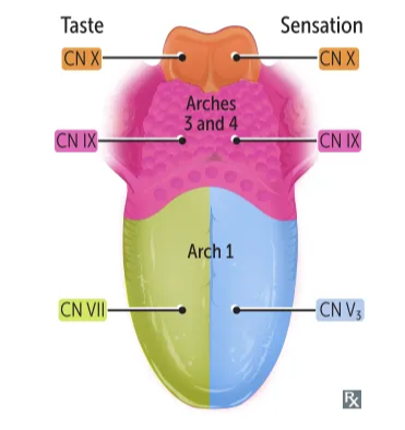 A diagram of the tongue AI-generated content may be incorrect.