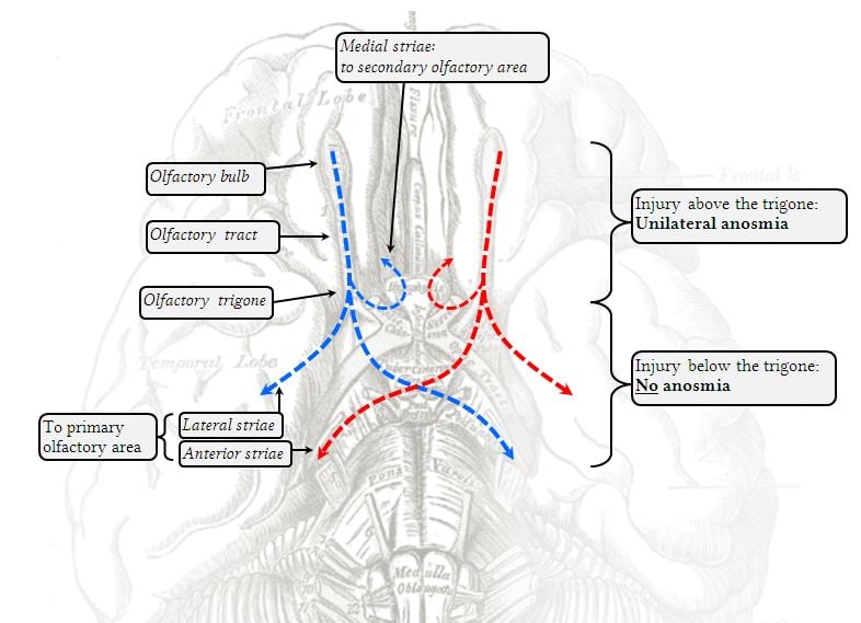 Olfactory nerve pathways