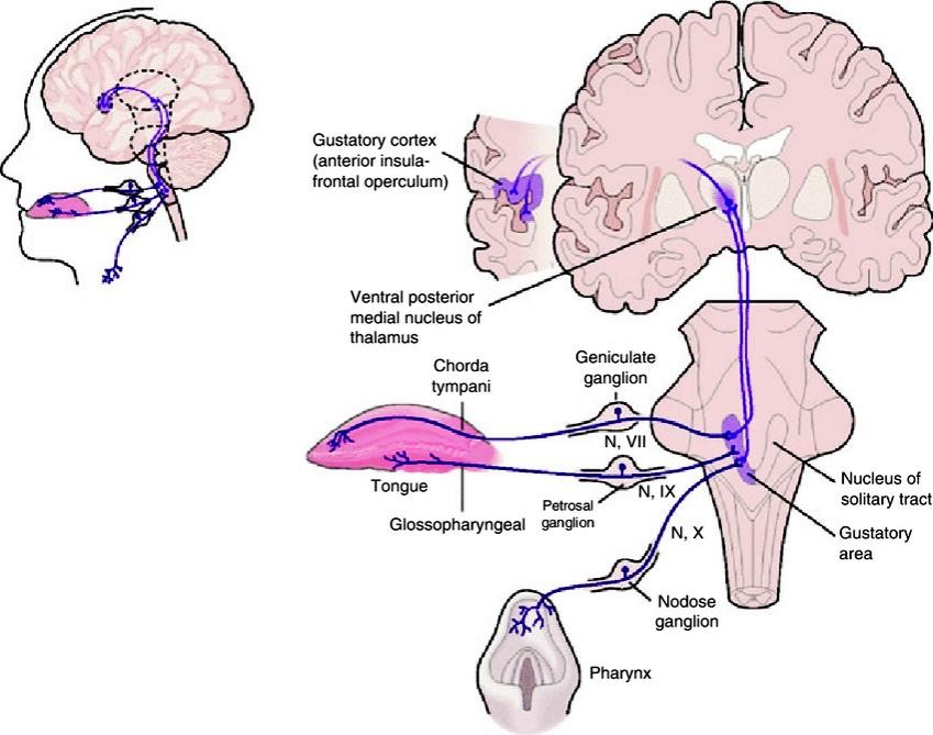 Gustatory cortex (anterior insula- frontal operculum) Ventral posterior medial nucleus Of Tongue Glossopharyngeal Nucleus of solitary trad area ganglion 