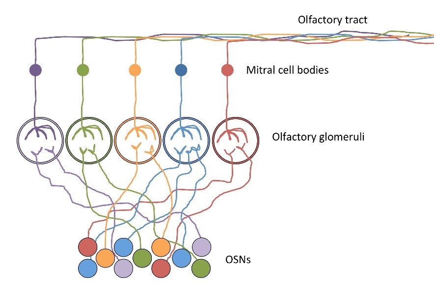 Diagram of different types of cell lines AI-generated content may be incorrect.