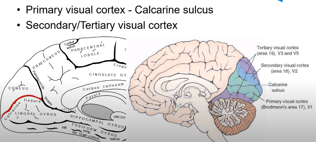 • Primary visual cortex - Calcarine sulcus • Secondary/ Tertiary visual cortex ceoua\ CENTRAL so\cus LOBULE CUNEUS fissure IST LINGUAL G YR US c, Infr Cingu CINGULATE GY corpus call osum s HIPPOCAMPAL G Y R Us i FUSIFOR YRUs— sulcus Tertiary visual cortex (area 19), V3 and V5 Secondary visual cortex (area 18), V2 Calcarine sulcus Primary visual cortex (Brodmann's area 17), VI 