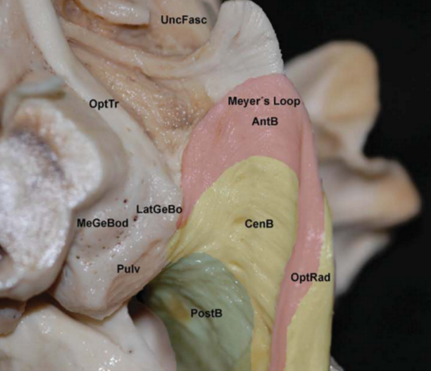 UncFasc M매•『•• Loob 