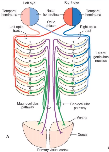 Left eye Temporal hemiretina Left optic tract 2 3 4 5 6 Magnocellular pathway hemiretina Optic chiasm Right eye 2 3 4 5 6 Temporal hemiretina Right optic tract Lateral geniculate nucleus Parvocellular pathway Ventral Dorsal Primary visual cortex 