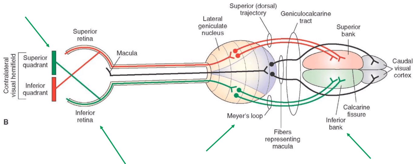 o Superior quadrant Inferior quadrant Superior retina Macula Inferior retina Superior (dorsal) trajectory Lateral geniculate nucleus Meyer's loop Geniculocalcarine tract Superior bank Caudal visual cortex Calcarine fissure Inferior bank Fibers representing macula 