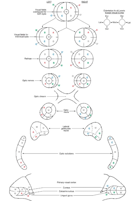 Visual fields Orientation fo a" Levels overlapped for both eyes Visual fields for individual eyes Retinae Optic nerves Optic chiasm Optic nuclei c»tic radiations P rimary visual cortex Cuneus Calcarine suk:us 