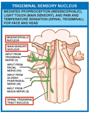 TRIGEMINAL SENSORY NUCLEUS MEDIATES PROPRIOCEPTION (MESENCEPHAuC). LIGHT TOUCH (MAIN SENSORY). ANO PAIN AND TEMPERATURE SENSATION (SPINAL TRIGEMINAL) FOR FACE ANO HEAD Nuc•Eus "Gus SPNAL wc LEOS 