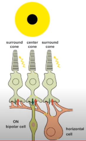 surround center surround cone O ON cone O cone O bipolar cell horizontal cell 