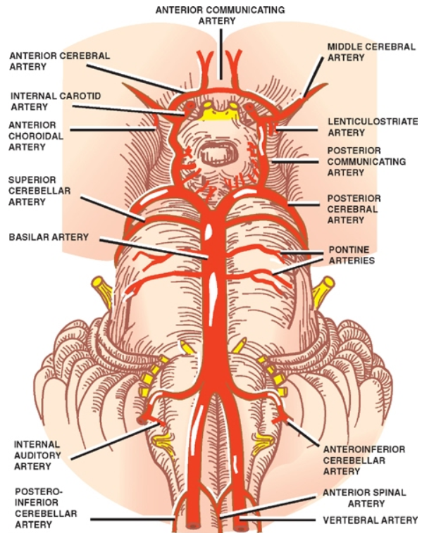 ARTERY SUPEROR CEREBELLAR ARTERY C 工 0 コ OIOAL ANTERIOR ARTERY ANTEROR 0 市 8E88A に MERNAL 0A80 当 0 ARTERY AtnTORY NTERNAL CEREBELLAR 、 い POSTERIOR ANTERIOR の P を A 、 ERTEBRAL 、 RTERY ARTERY CEREBELLAR ARTERY CEREBRAL ARTERY 00 要 、 ミ -6A1 を い ARTERY LENTICULOSTRIATE を 00 ′ E CEREBRAL ARTERIES ARTERY RONFERIOR 
