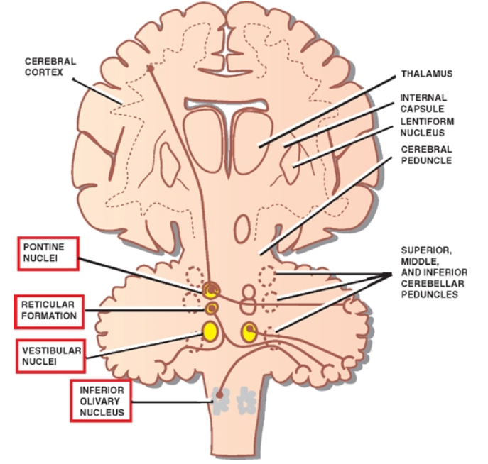 CEREBRAL CORTEX NUCLEI RETICULAR VEsnBULAR NUCLEI INFERIOR OLIVARY NUCLEUS CAPSULE LENTIFORM NUCLEUS CEREBRAL SUPERIOR. MIDDLE. AND INFERIOR CEREBELLAR PEDUNCLES 