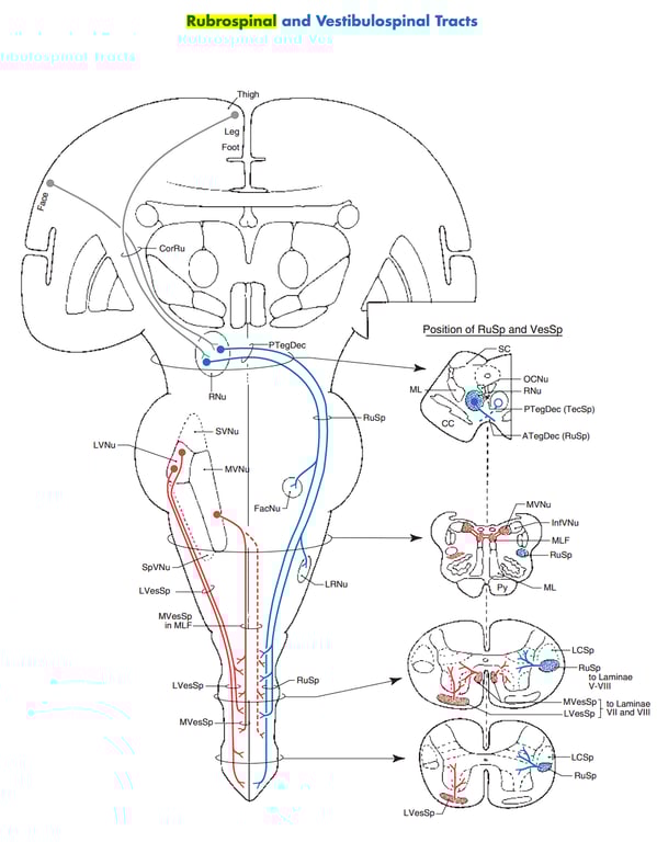 A diagram of the human body AI-generated content may be incorrect.