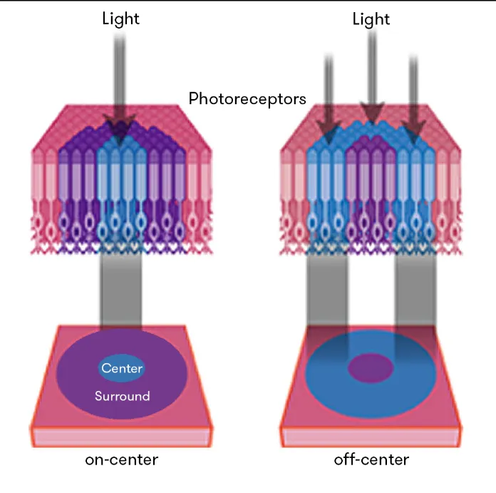 Figure 1 Light Center Surround on-center Light Photoreceptors off-center 