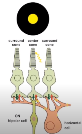 surround cone O ON bipolar cell center cone O surround cone O horizontal cell 