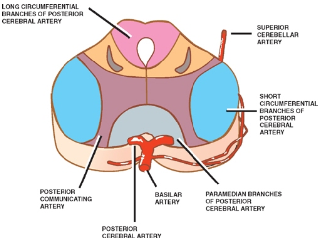 LONG CIRCUMFERENTIAL BRANCHES OF POSTEROR CEREBRAL ARTERY CCw ARTERY POSTERIOR ARTERY CEREBELLAR (NCUMFERENTIAL BRANCHES POSTERIOR ARTERY PARAW DIAN OF POSTERIOR CEREBRAL ARTERY 