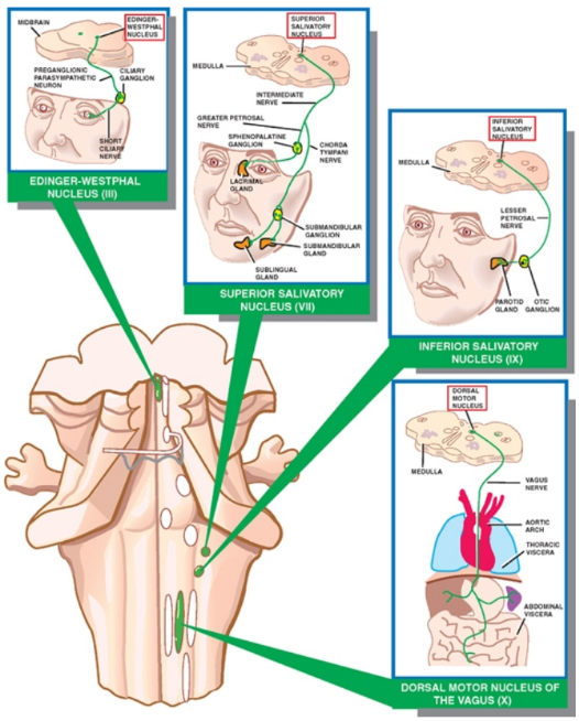 EOINGER.WEST PHAL NUCLEUS 4) SUPER OR SAuvATORY NUCLEUS INFERIOR SALIVATORY NUCLEUS DORSAL MOTOR NUCLEUS OF THE VAGUS (X) 