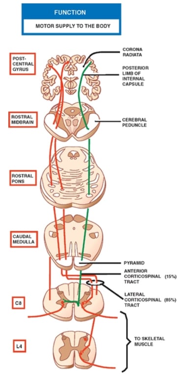 Diagram of a diagram of the spinal cord AI-generated content may be incorrect.