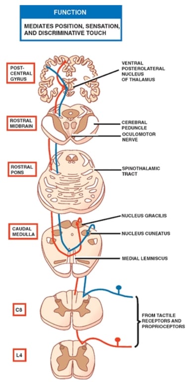 Diagram of a diagram of the spinal cord AI-generated content may be incorrect.