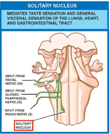 SOLITARY NUCLEUS MEDIATES TASTE SENSATION AND GENERAL VISCERAL SENSATION OF THE LUNGS, HEART. AND GASTROINTESTINAL TRACT 