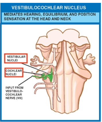 VESTIBULOCOCHLEAR NUCLEUS MEOIATES HEARING EQUILIBRIUM, ANO POSITION SENSATION AT THE HEAD ANO NECK 