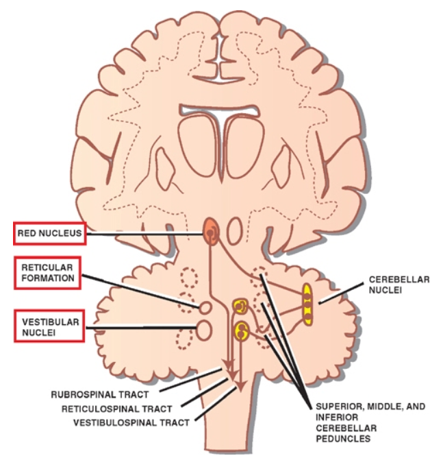 REO NUCLEUS R Enc uvAR FORMATION VESTIBULAR NUCLEI RueROSÄNAL TRACT RETICULospmAL TRACT TRACT CEREBELLAR NUCLEI SUPERIOR. wonE. ANO INFERIOR CEREBELLAR PEDUNCLES 