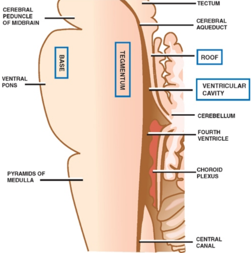 CEREBRAL PEDUNCLE OF MIDBRAIN PYRAMIDS OF MEDULLA CEREBRAL ROOF VENTRICULAR CAVITY FOURTH VENTRICLE CHOROID CENTRAL 