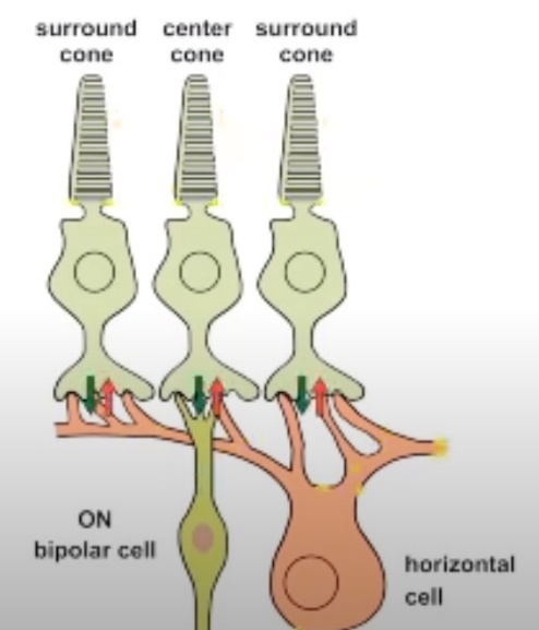 surround cone O ON bipolar cell center cone O surround cone O horizontal cell 