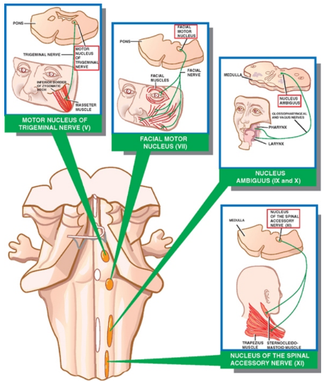MOTOR NUCLEUS OF TRIGEMINAL NERVE FACIAL MOTOR NUCLEUS NUCLEUS AUBIGUUS X) NtELEUS OF THE SPINAL ACCESSORY NERVE 