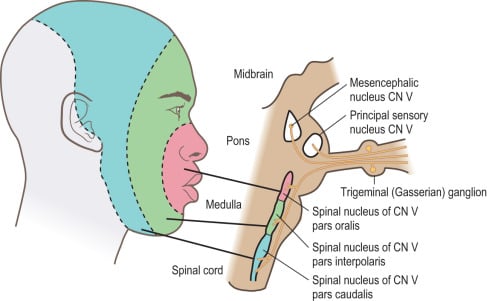 Headache, Facial Pain, and Disorders of Facial Sensation - ScienceDirect