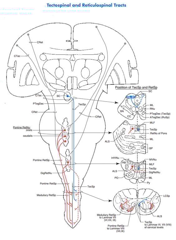 A diagram of a human body AI-generated content may be incorrect.