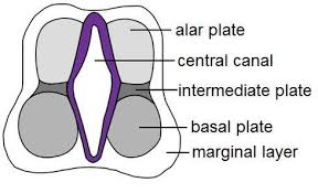 Embryonic Development - The Central Nervous system