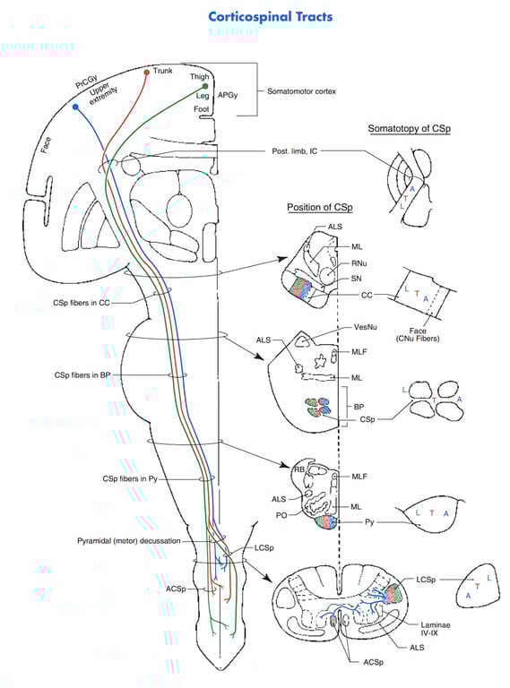A diagram of a human body AI-generated content may be incorrect.