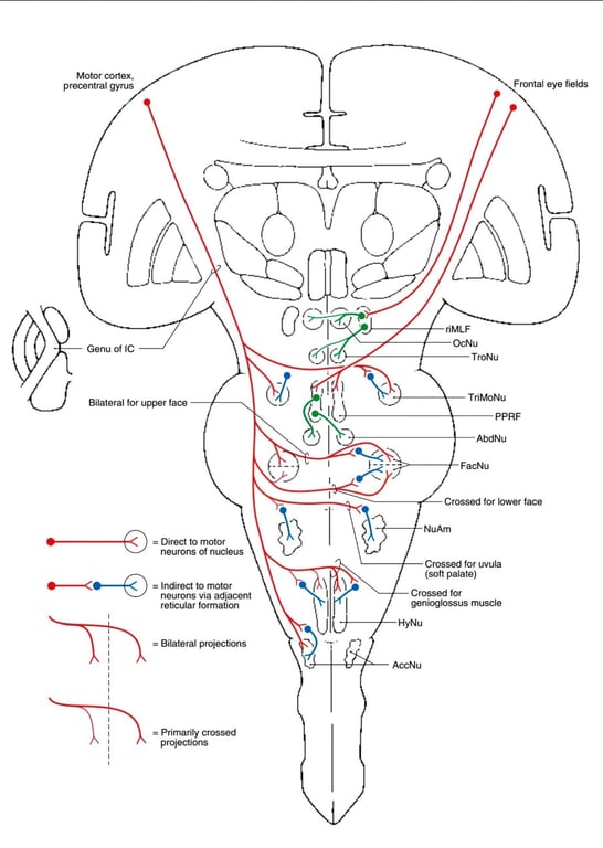 Motor cortex, precentral gyrus Genu of IC Bilateral for upper face = Direct to motor neurons of nucleus = Indirect to motor neurons via adjacent reticular formation = Bilateral projections = Primarily crossed projections ole Frontal eye fields riMLF OcNu TroNu TriMoNu p pRF AbdNu FacNu Crossed for lower face NuAm Crossed for uvula (soft palate) Crossed for genioglossus muscle HyNu AccNu 