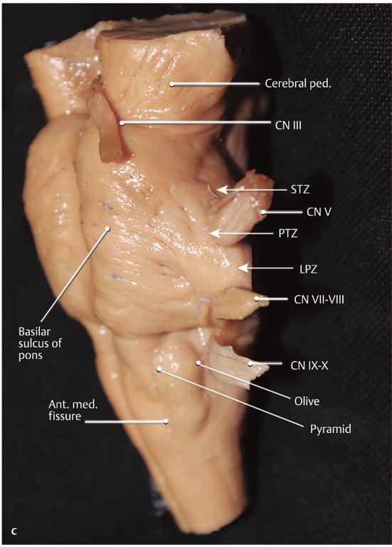 A close-up of a human body AI-generated content may be incorrect.
