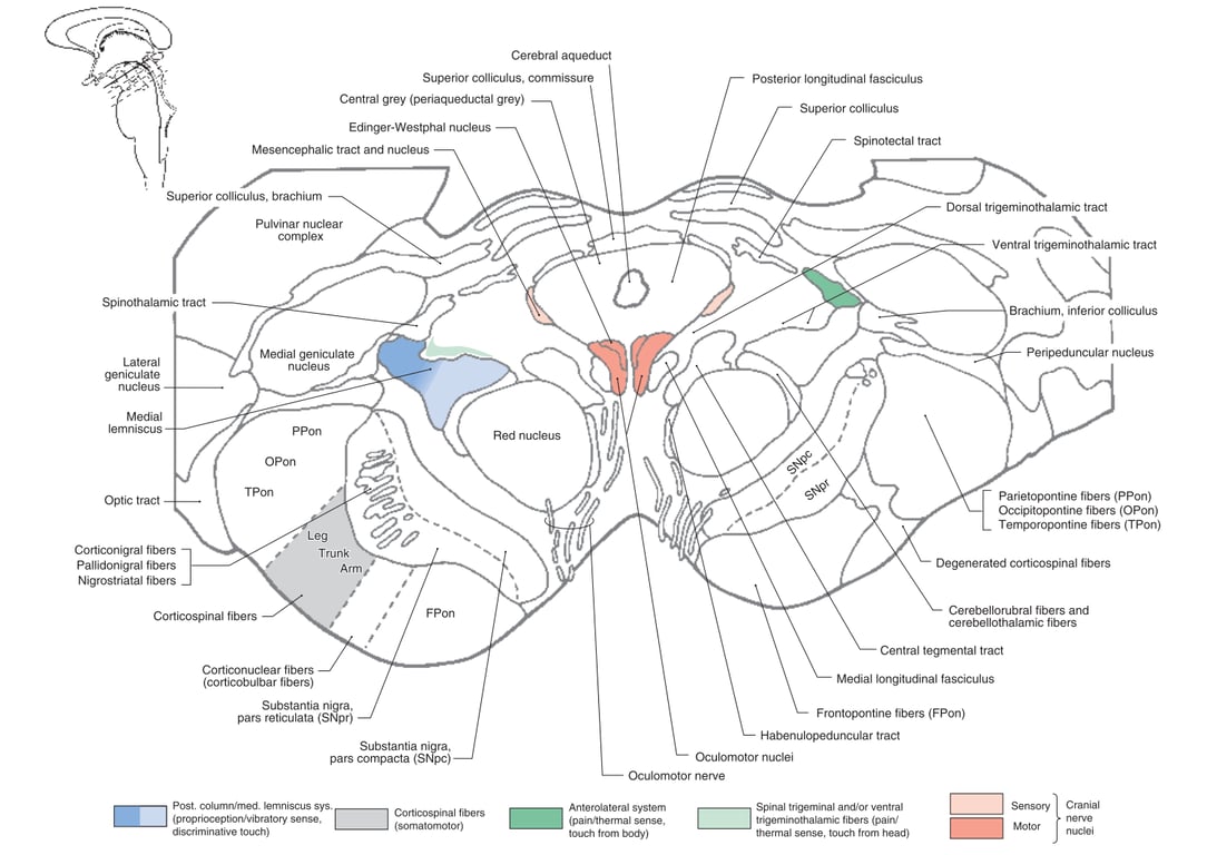A diagram of the skull AI-generated content may be incorrect.