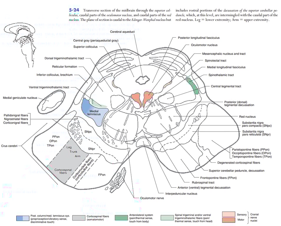 A diagram of the human body AI-generated content may be incorrect.