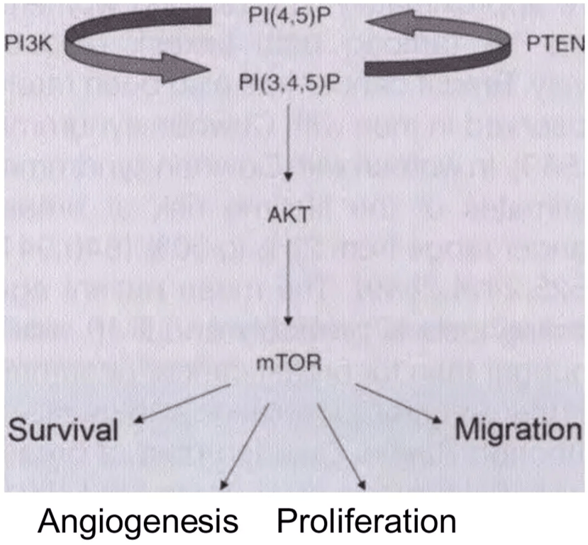 P13K Survival AKT mTOR PTEN Migration Angiogenesis Proliferation Fig. 16.25 Schematic representation of the P13K/AKT/ m TOR signalling pathway. When P TEN is downregulated, AK T is Upregulated, leading to upregulation of m TOR. Reprinted from Blumenthal GM and Dennis PA {220}. 