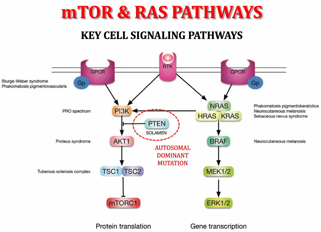 PhaWnatosis mTOR & RAS PATHWAYS KEY CELL SIGNALING PATHWAYS (isc 13 HRAS KRAS Gene transcription r.vus SOLAMEN AUTOSOMAL DOMINANT MUTATION Protein translation 
