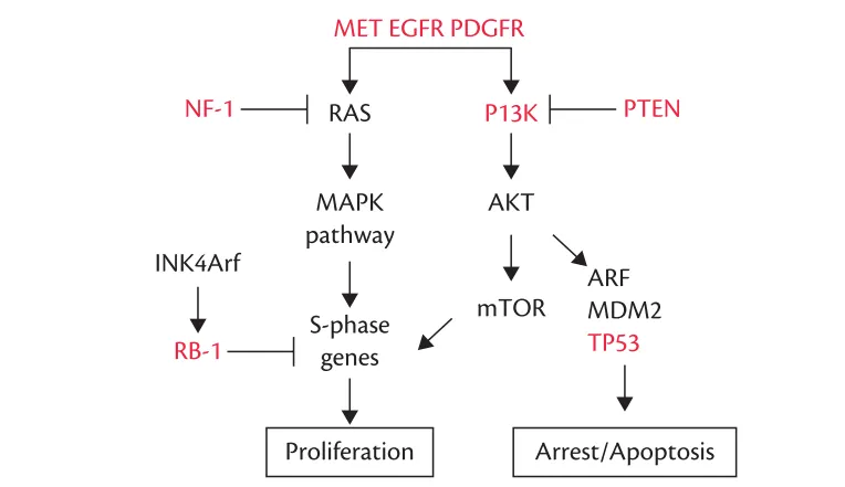 MET ECFR PDGFR INK4Arf MAPK pathway S-phase ART mTOR MDM2 TP53 Fig. 7.2 Metabolic pathways that are involved in gliomagenesis. Commonly mutated components Of these pathways are highlighted in red in the figure. 