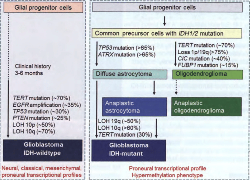 Genetic pathways to IDH-wildtype and IDH-mutant glioblastoma. This chart is based on the hypothesis that IDH-mutant glioblastomas share common glial progenitor cells not only with diffuse and anaplastic astrocytomas, but also with oligodendrogliomas and anaplastic oligodendrogliomas. Adapted from Ohgaki H and Kleihues P {1830}. 