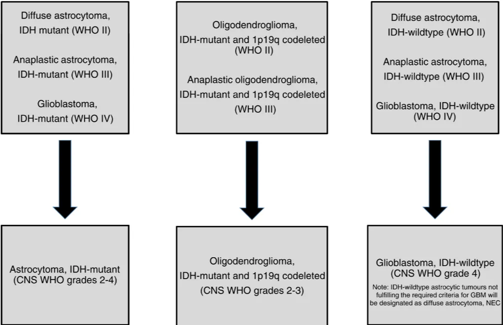 Fig. 2 Flow chart depict- ing changes to adult gliomas between 2016 and 2021 Diffuse astrocytoma, IDH mutant (WHO Il) Anaplastic astrocytoma, IDH-mutant (WHO Ill) Glioblastoma, IDH-mutant (WHO IV) Astrocytoma, IDH-mutant (CNS WHO grades 2-4) Oligodendroglioma, IDH-mutant and Ip19q codeleted (WHO Il) Anaplastic oligodendroglioma, IDH-mutant and Ip19q codeleted (WHO Ill) Oligodendroglioma, IDH-mutant and Ip19q codeleted (CNS WHO grades 2-3) Diffuse astrocytoma, IDH-wildtype (WHO Il) Anaplastic astrocytoma, IDH-wildtype (WHO Ill) Glioblastoma, IDH-wildtype (WHO IV) Glioblastoma, IDH-wiIdtype (CNS WHO grade 4) Note: IDH-wildtype astrocytic tumours not fulfilling the required criteria for GBM will be designated as diffuse astrocytoma, NEC 