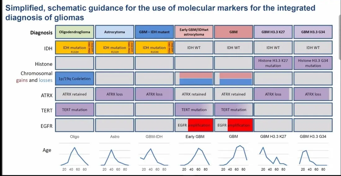UCL INSTITUTE OF NEUROLOGY Simplified, schematic guidance for the use of molecular markers for the integrated diagnosis of gliomas Diagnosis Oligodendroglioma IDH mutation - IDH Histone Chromosomal gains and losses ATRX TERT EGFR Age Ip/19q Codeletion ATRX retained TERT mutation Oligo Astrocytoma IDH mutation Ri32H ATRX loss Astro GBM — IDH mutant IDH mutation - R132H ATRX loss GBM-IDH Early GBM/lDHwt astrocytoma IDH WT ATRX retained TERT mutation EGFR Early GBM GBM IDH WT AT RX retained TERT mutation plification EGF R GBM GBM H3.3 K27 IDH WT ATRX loss GBM H3.3 K27 20 40 60 80 20 40 60 80 20 40 60 80 20 40 60 80 20 40 60 80 20 40 60 80 GBM H3.3 G34 IDH WT ATRX loss GBM H3.3 G34 20 40 60 80 