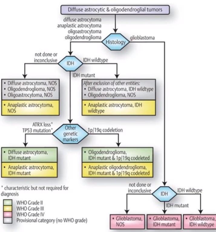 Diffuse astrocytic oliqodendroglial tumors diffuse astrocyt0fN anaplastk astroqtoma Histology not IDHwddt inconcluwe IDH • Diffuse astroc orna, NOS • Cigoastrocy•toma. NOS • Anaplastic astrocytoma. ATRX10ss• TP53 mutation • • Dffuse astroc,toma. IDH mutant • Anaplastic astrocytoma. IDH mutant • characteristi run reqired WHO Il WHO Ill WHO mutant After extkjsion of «her entitke • Diffuse astroc/oma. IDH widtype • Ogodendroglioma. NOS • Annlastk astrocytoma. IDH wildty* 1 1 codeletion genetic • Obgodendroglioma. IDH rwutant & Ip,' 19q codekted • Anaplastic oligo&ndroglioma. IDH mtant& IPi'19q codeleted inconåsive Provisknal category (M) WHO NOS mutant IDH mutant OH wildtype 